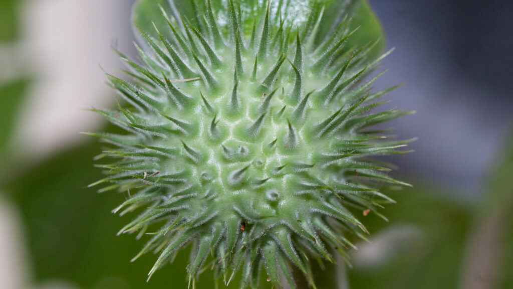 Datura seedpod, Datura wrightii