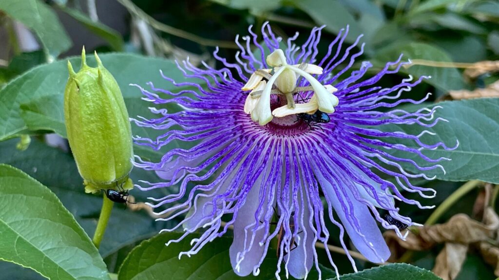 Passionflower, Passiflora incarnata L.