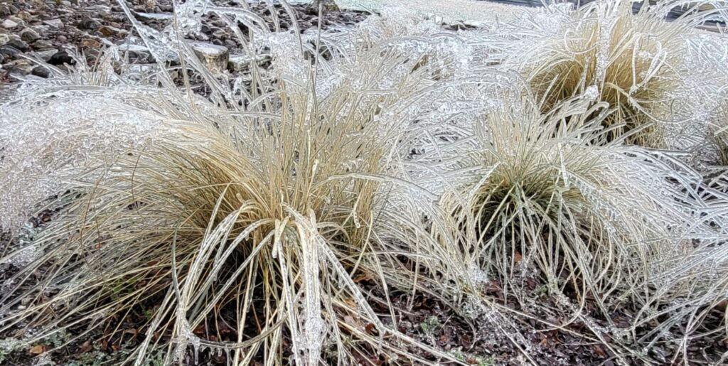 Gulf muhly, Muhlenbergia capillaris (Feb 2023)