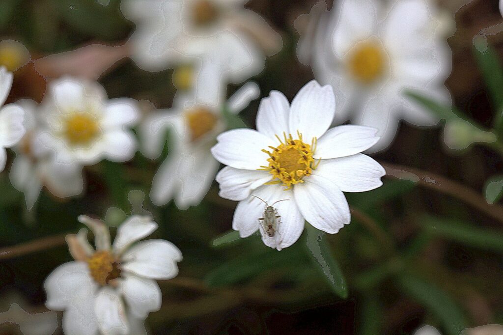 Blackfoot Daisy, Melampodium leucanthum