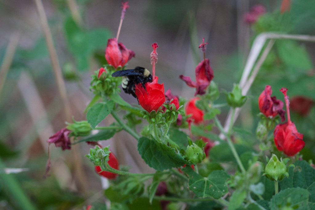 bee on plant
