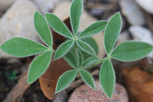 image of Texas bluebonnet sprout. Lupinus texensis.