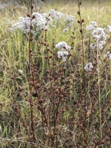 image of Agalinis and False Boneset, Brickellia eupatorioides