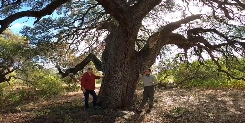 Escarpment Live Oak, Quercus fusiformis