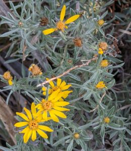 image of Heterotheca canescens, Hoary False Goldenaster