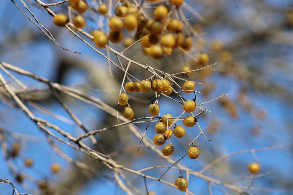 Soapberry, Sapindus saponaria