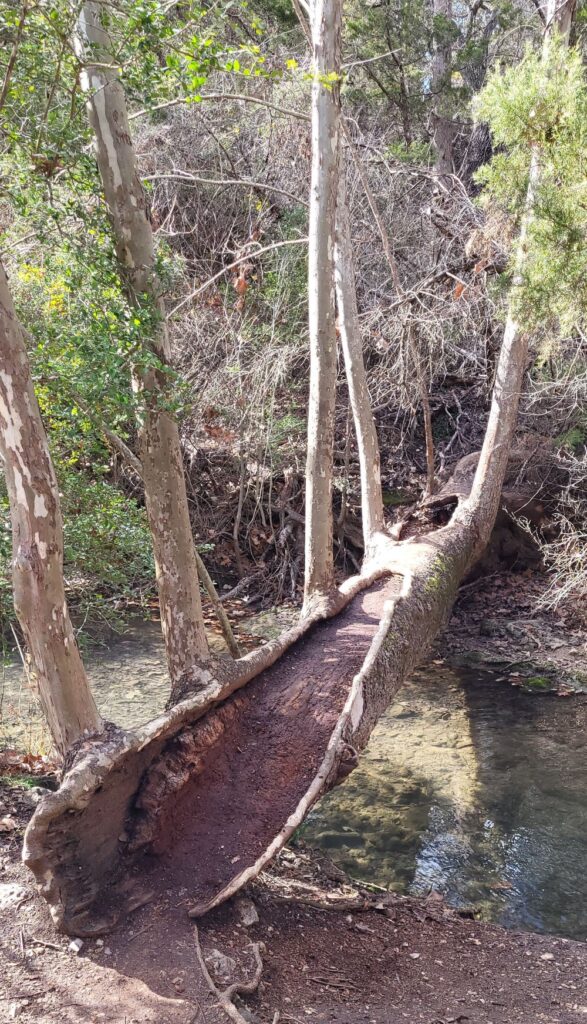 image of log over trail