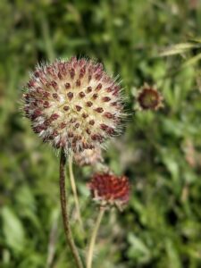 image of Pincushion Daisy, Gaillardia suavis