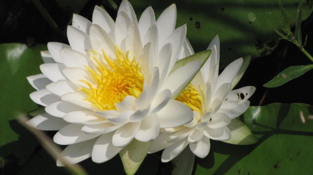 image of White Water-lily
