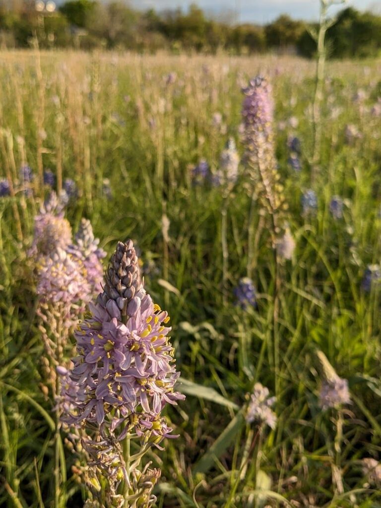 image of Camassia Scilloides in bloom