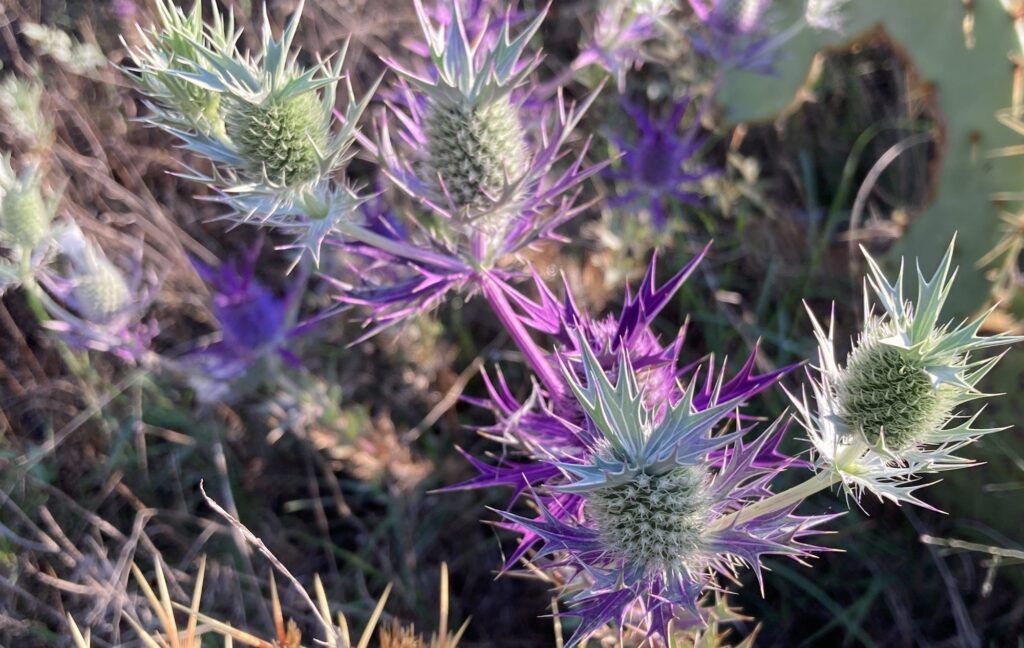 image of Leavenworth's eryngo, Eryngium leavenworthii