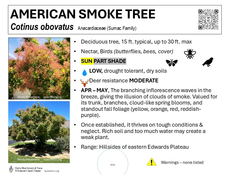 sign displaying American Smoke Tree, Cotinus obovatus