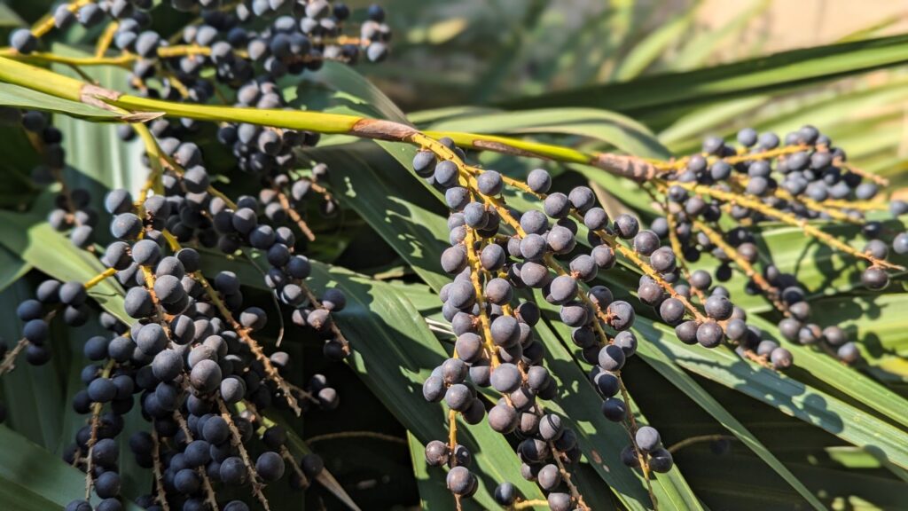 image with seeds of dwarf palmetto, Sabal minor