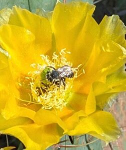 image of blooming flower