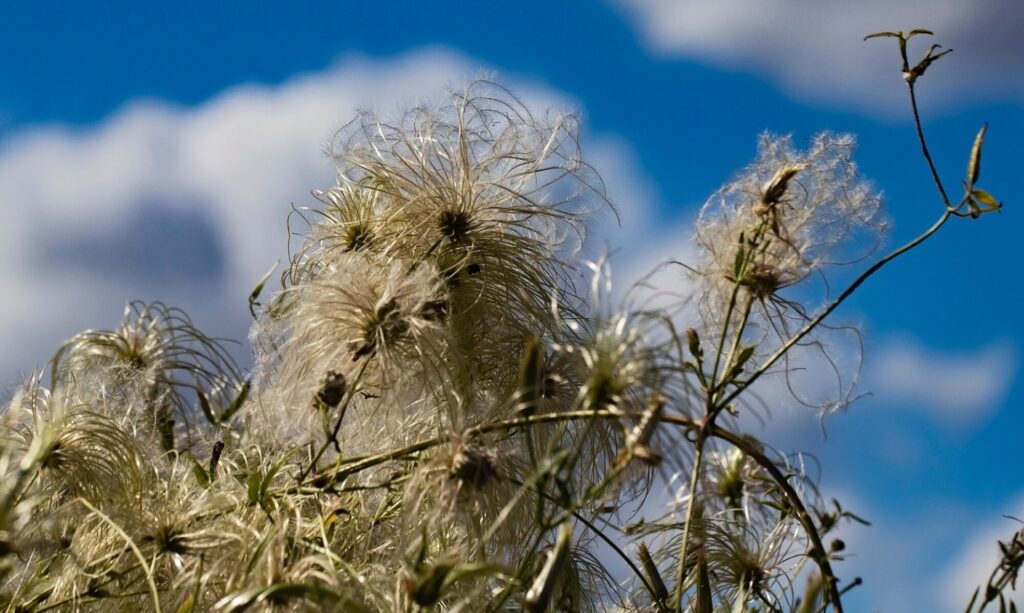Old Man's Beard, Clematis drummondii