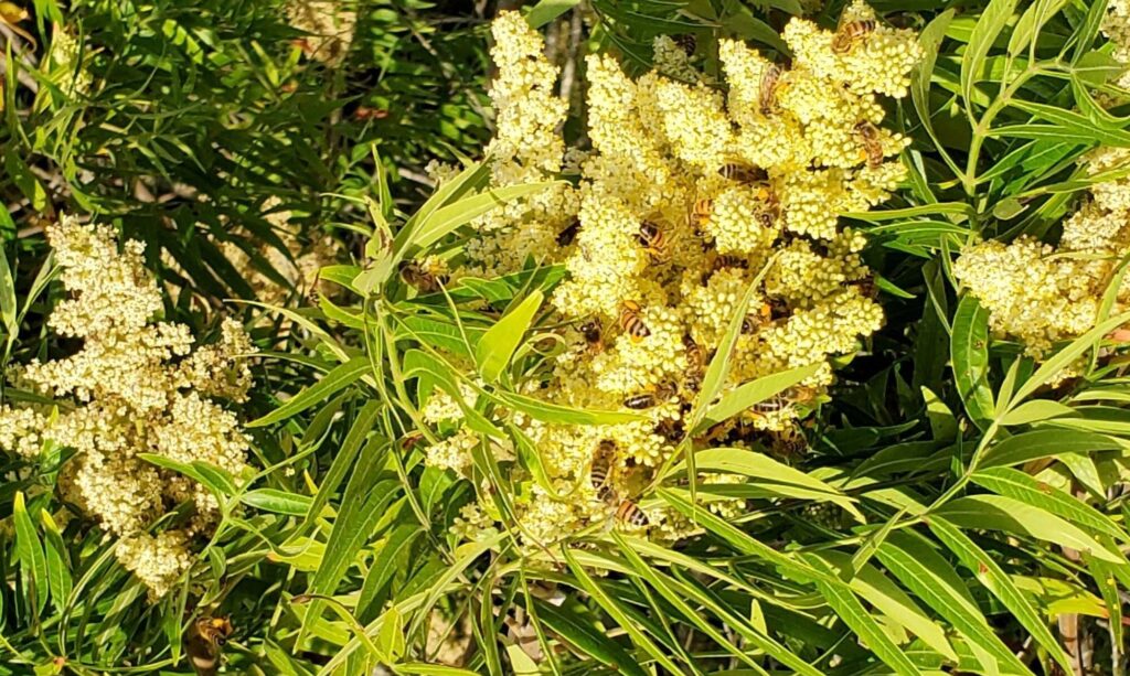 Flameleaf Sumac, Rhus lanceolata with bees