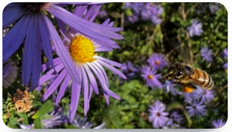 image of plant in bloom