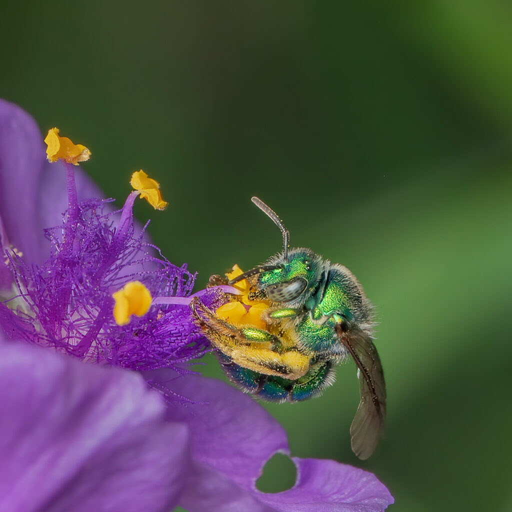 Native Sweat Bee