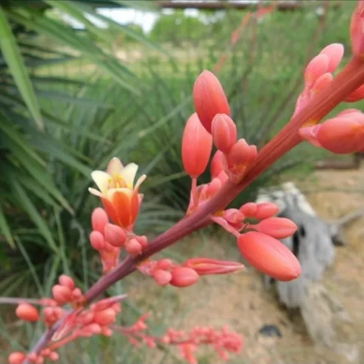 Red yucca, Hesperaloe parviflora
