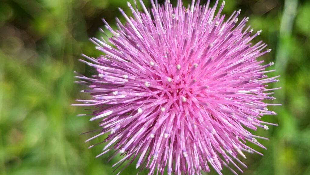 Texas Thistle