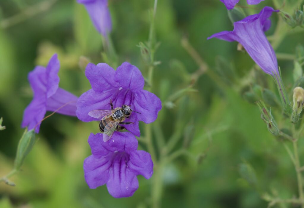 blooming wildflower