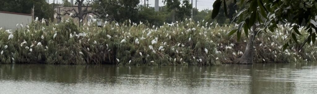 egrets