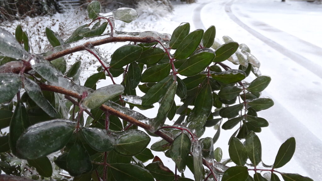 Evergreen Sumac, Rhus virens (Feb 2021)