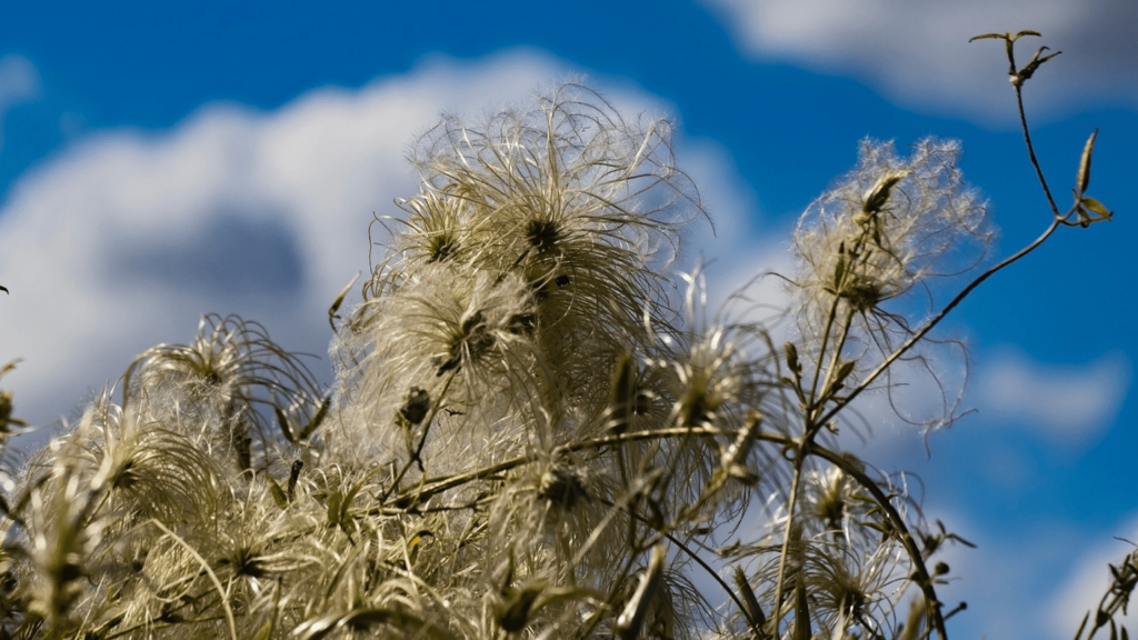 Old Man's Beard, Clematis drummondii