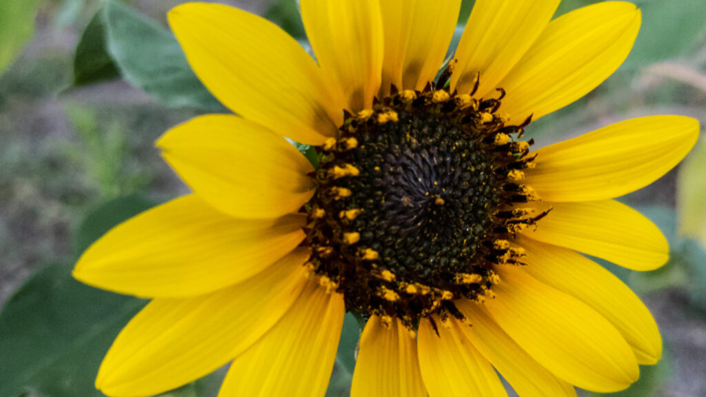 Common Sunflower, Helianthus annuus