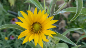 Maximilian sunflower, Helianthus maximiliani