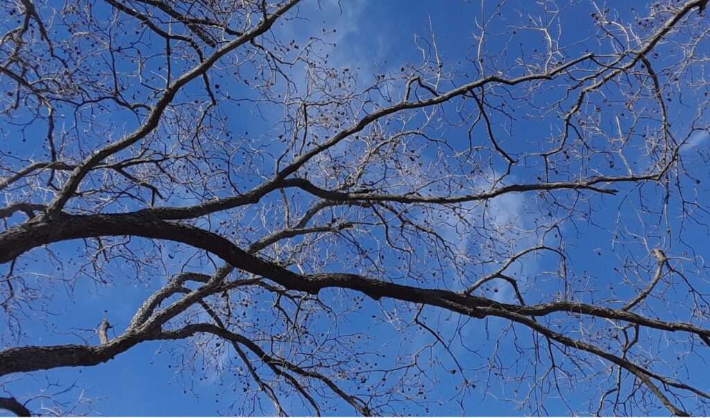 Pecan, Carya illinoinensis