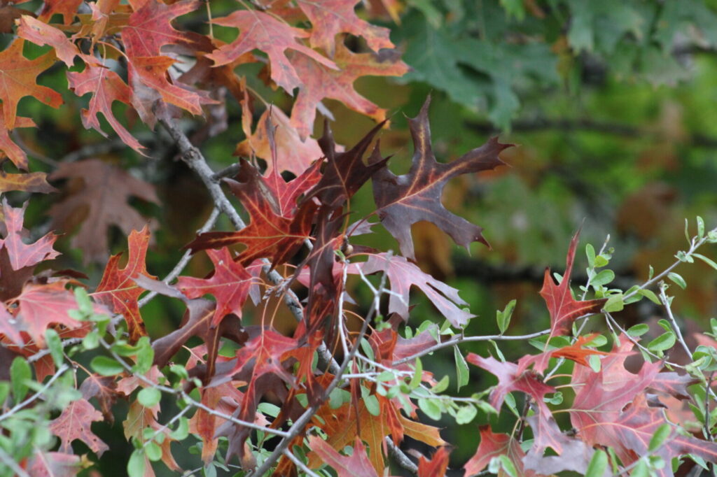 Red Oak, Quercus coccinea