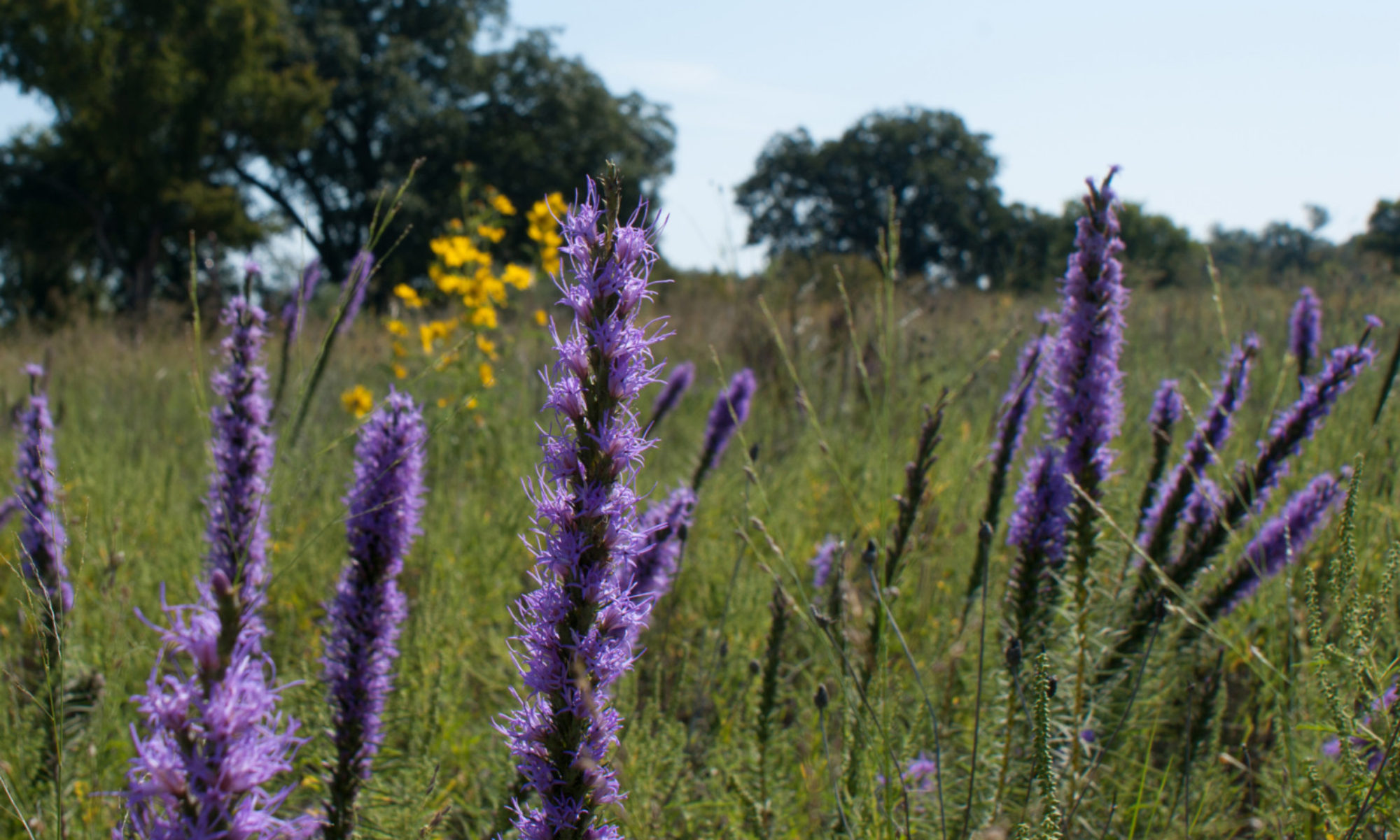 Gayfeather, Liatris spp.