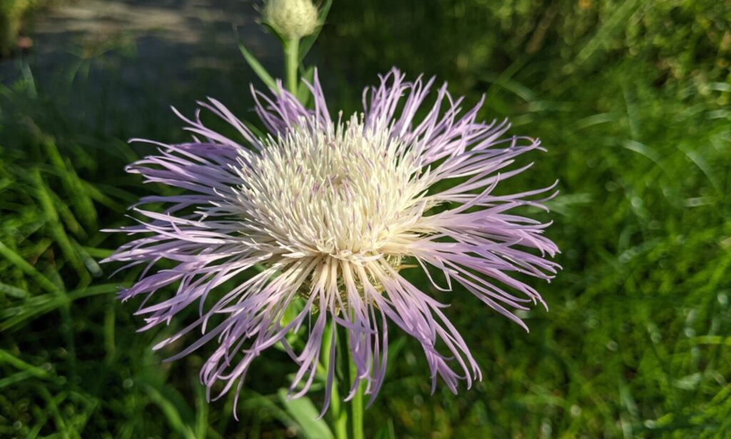 American Basket-flower, Centaurea americana