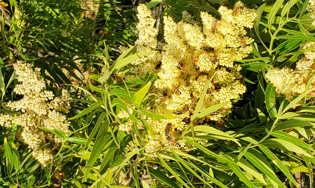 Flameleaf Sumac, Rhus lanceolata with bees