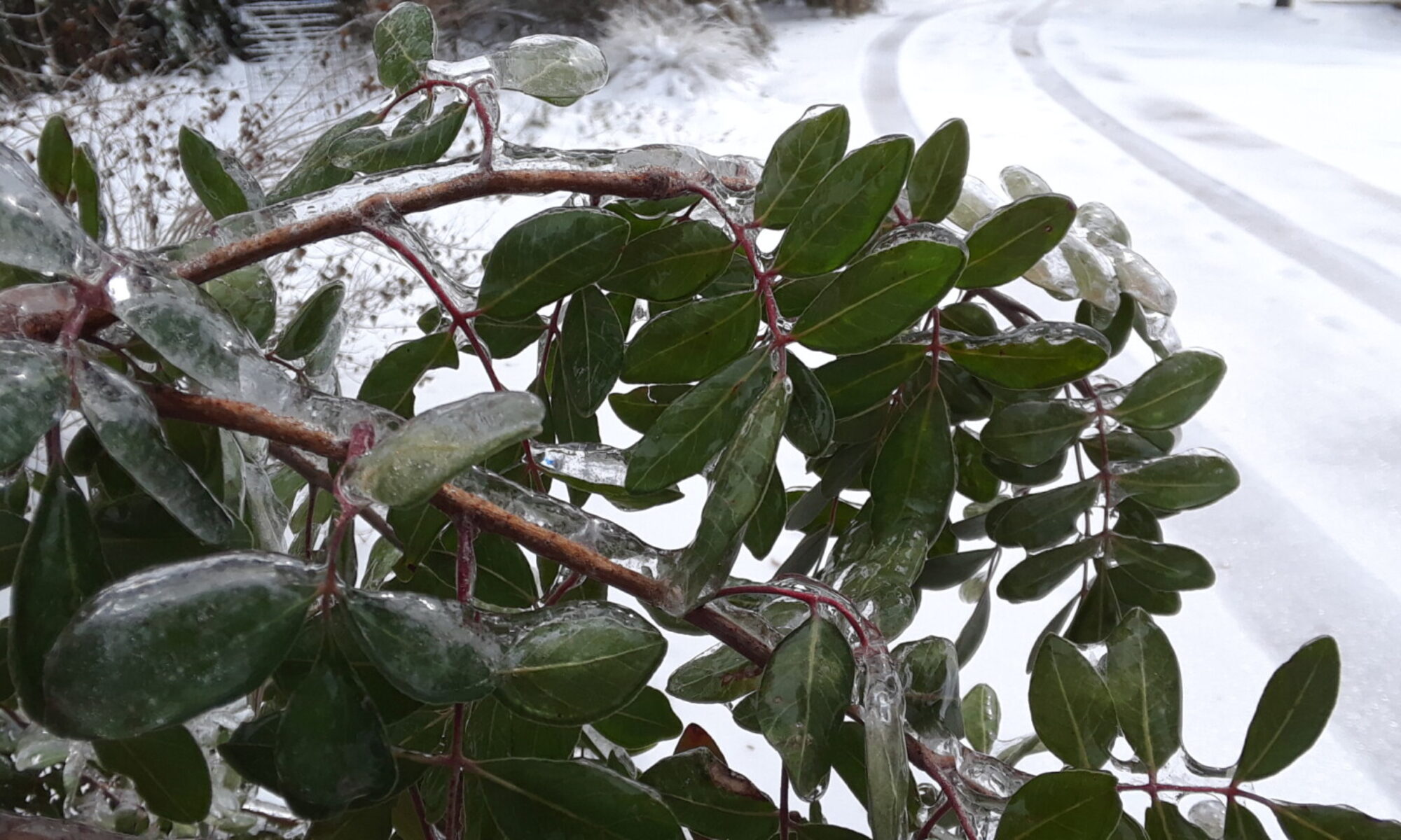 Evergreen Sumac, Rhus virens (Feb 2021)