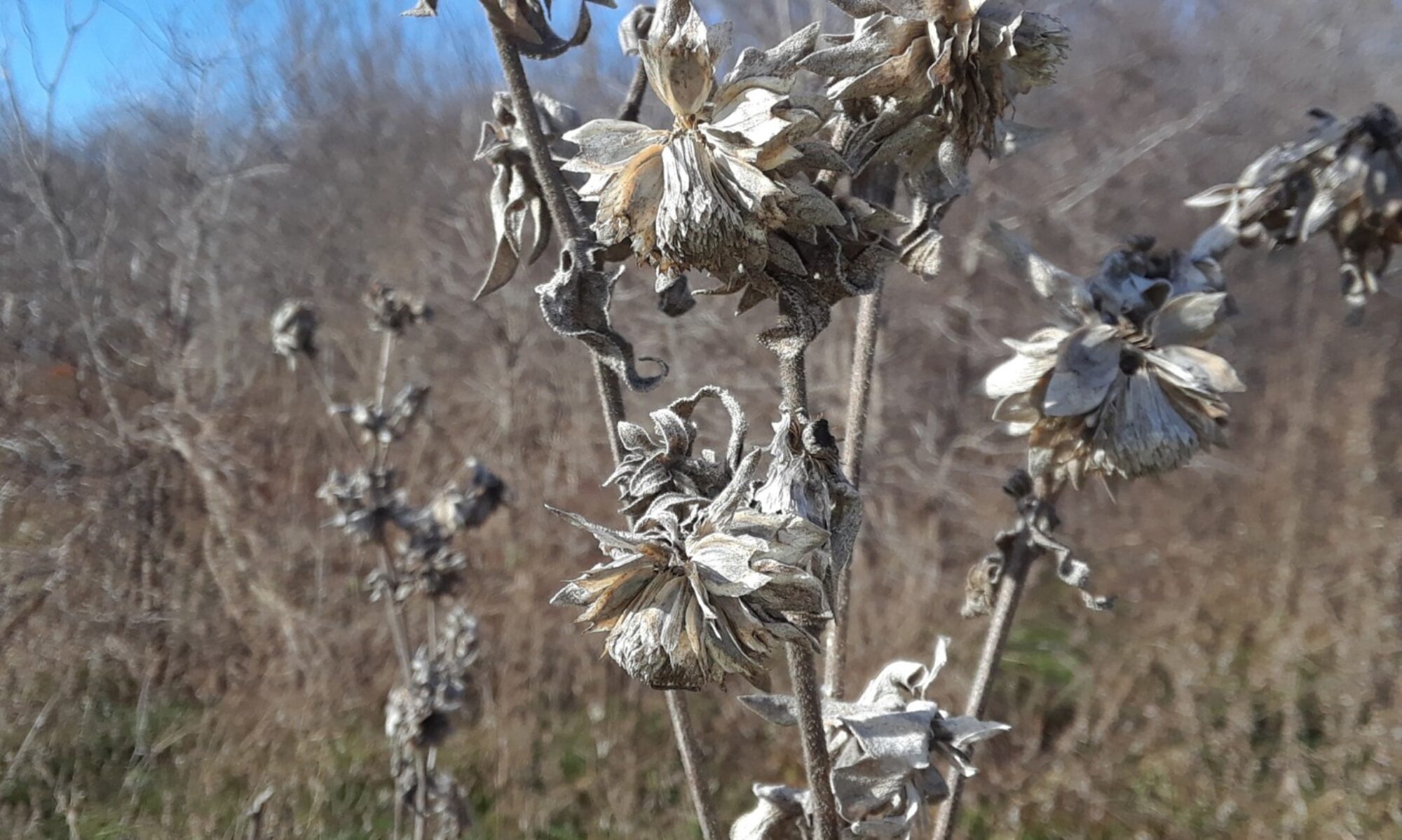 Rosinweed, Silphium gracile