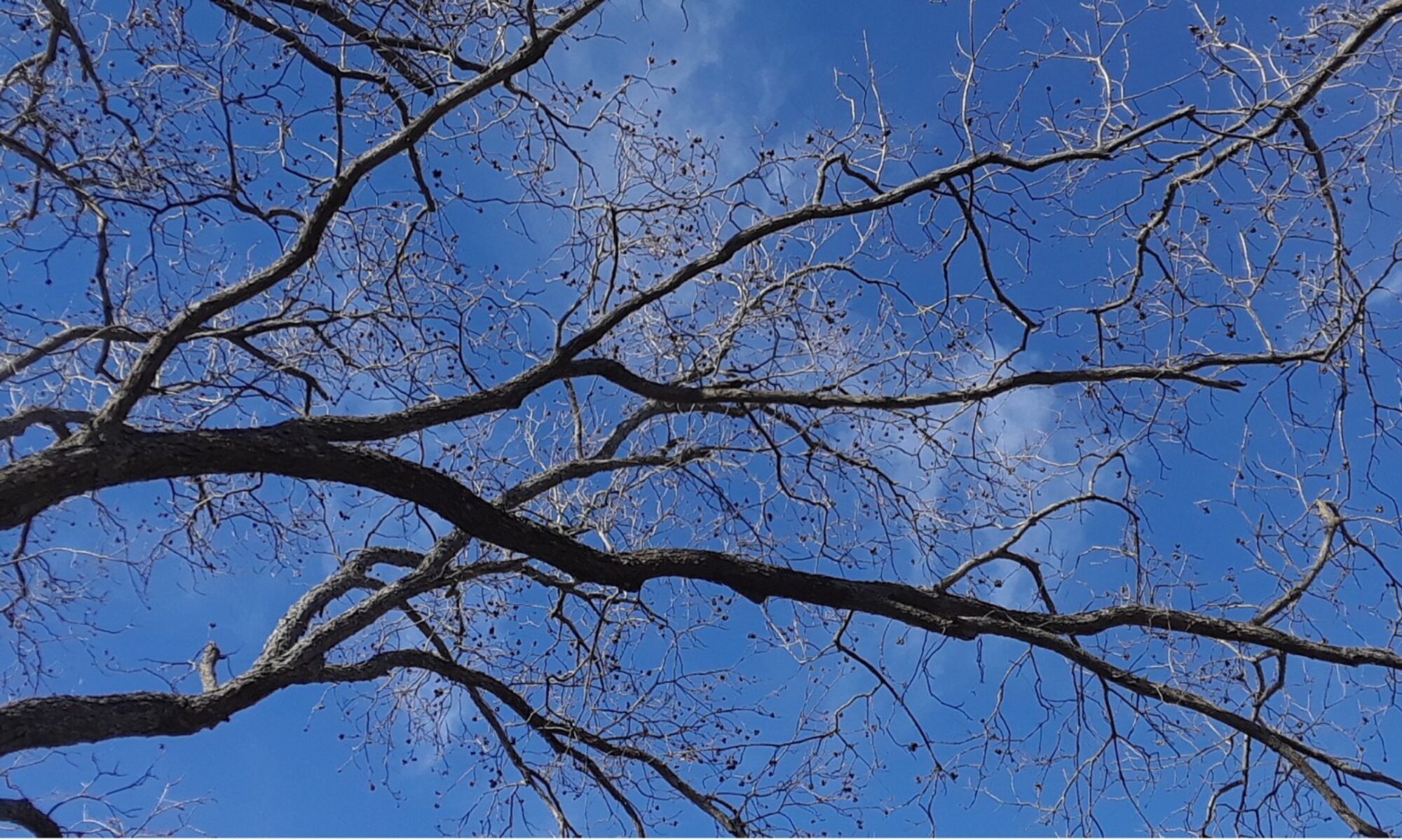 Pecan, Carya illinoinensis