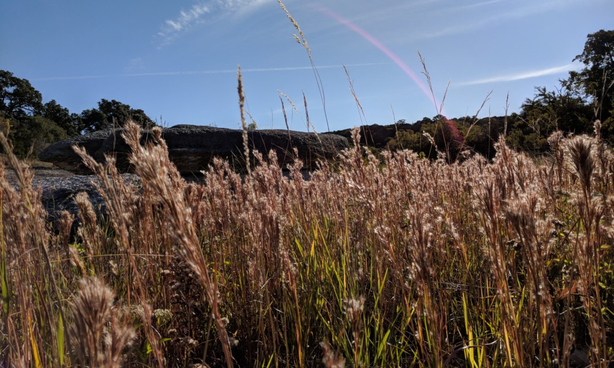 Bushy Bluestem, Andropogon glomeratus