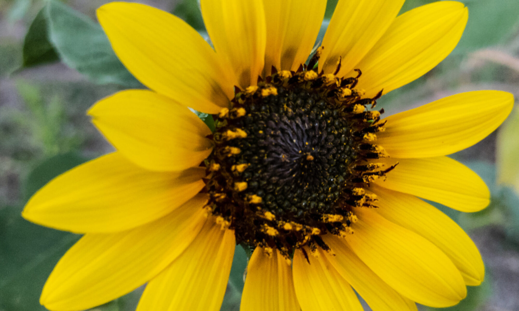 image of common sunflower