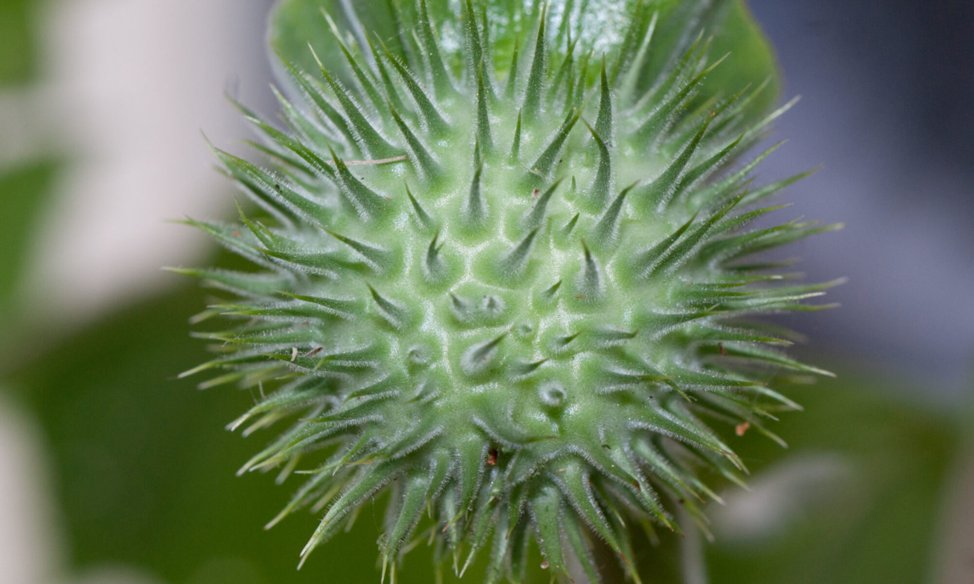 image of Datura seedpod