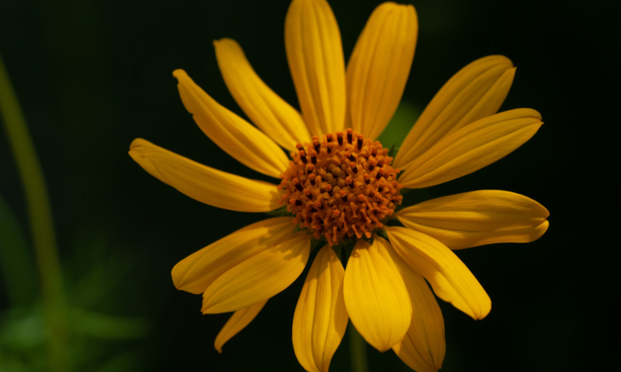 image of four-nerve daisy