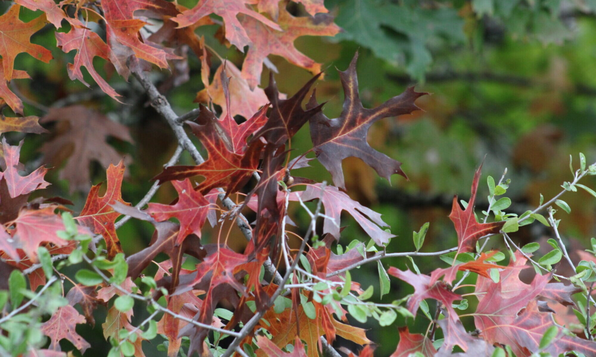 image of Red Oak, Quercus shumardii