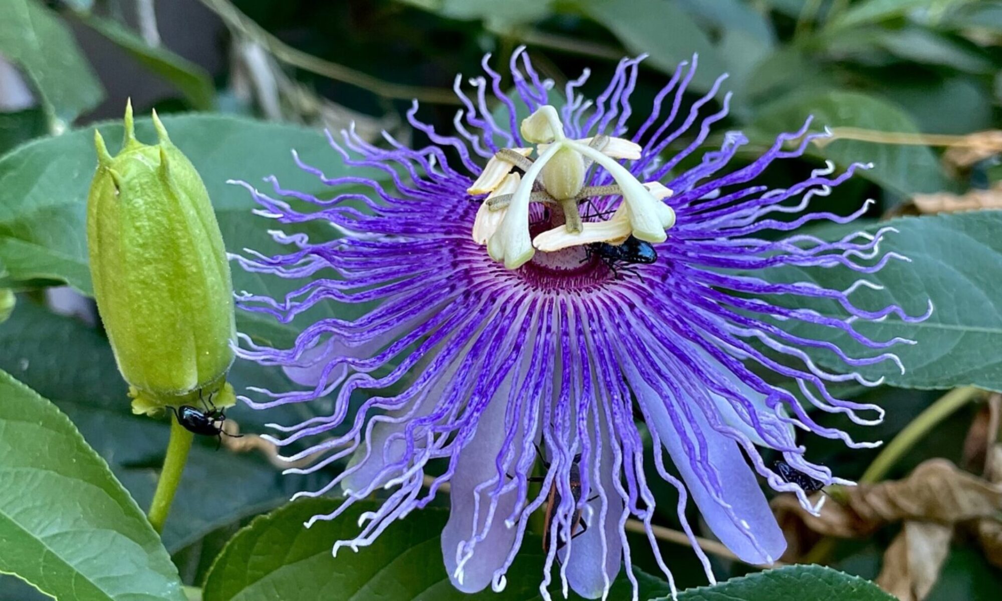 image of Passionflower