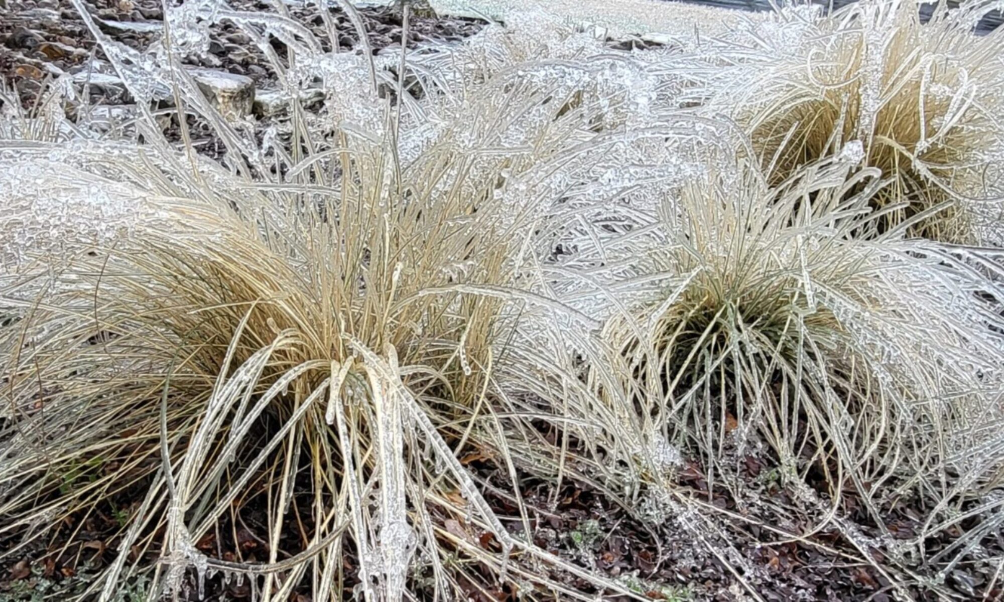 Gulf muhly, Muhlenbergia capillaris (Feb 2023)