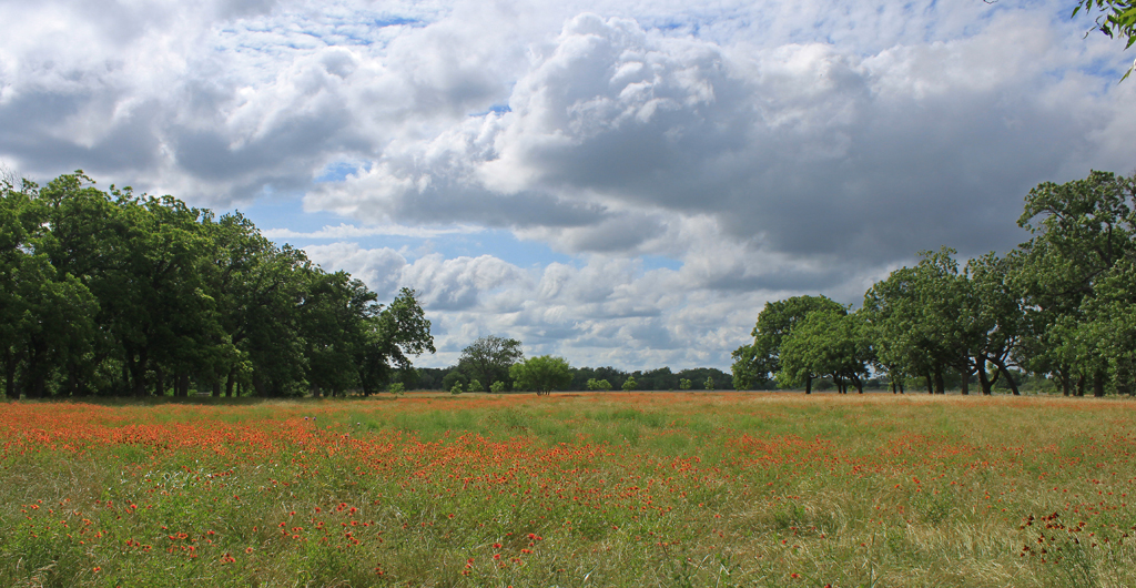 image of wildflower meadow