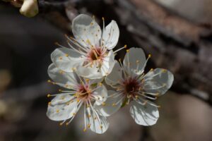 Mexican Plum, Prunus mexicana