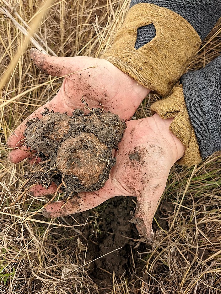 image of milkweed dug from ground