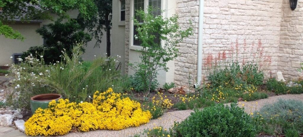 photo of drought tolerant TX native plants