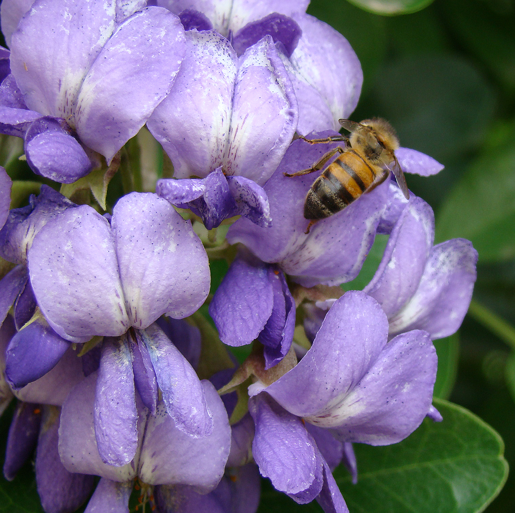 image of bee on Mountain Laurel